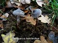 Cortinarius hemitrichus-amf705